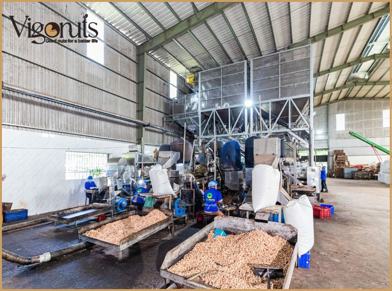 Các dịch vụ gia công hạt điều tại Vigonuts