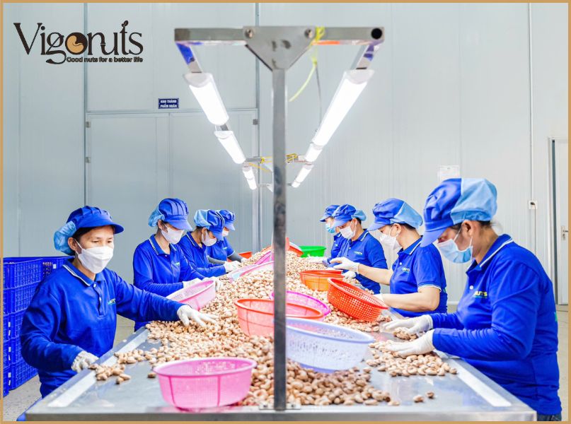 Quy trình gia công hạt điều tại Vigonuts