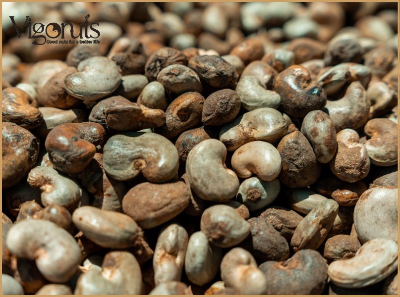 Tổng quan về dịch vụ gia công hạt điều tại Vigonuts